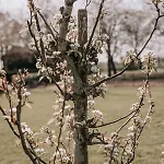 De Woerdt 3*